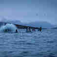 Whale Watching