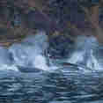 Whale Watching