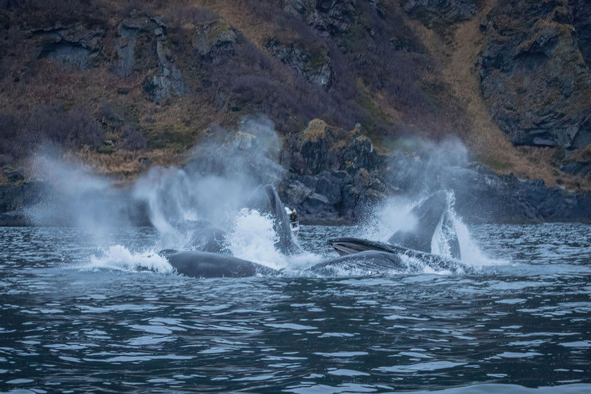 Whale Watching