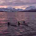 Whale Watching
