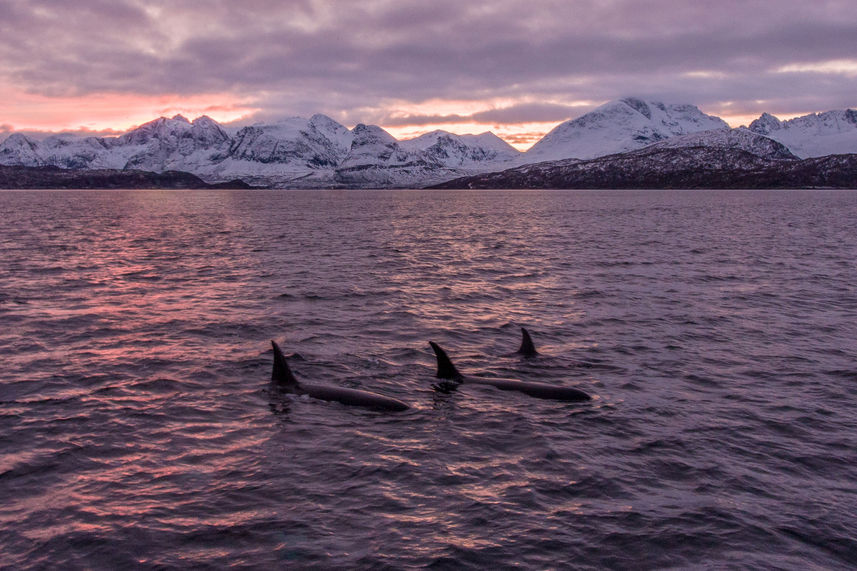 Whale Watching