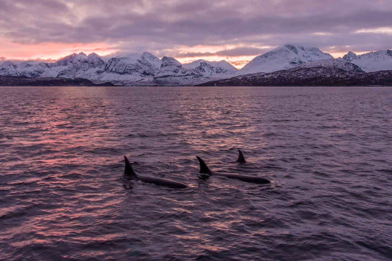 Whale Watching