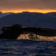 Whale Watching