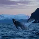 Whale Watching