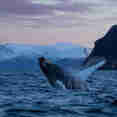 Whale Watching