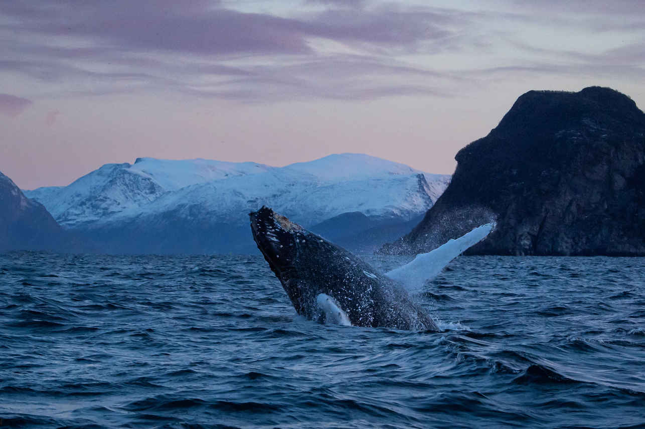 Whale Watching