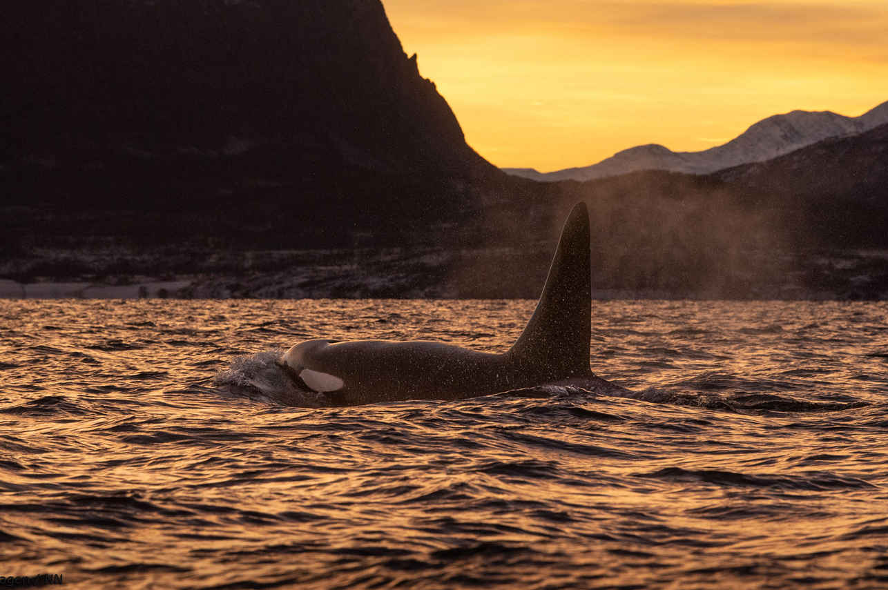 Whale Watching