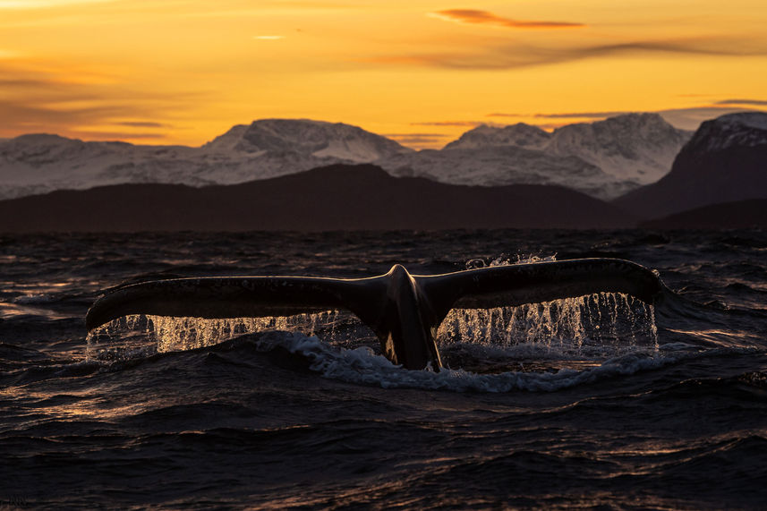 Whale Watching