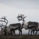 Reindeer