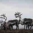 Reindeer