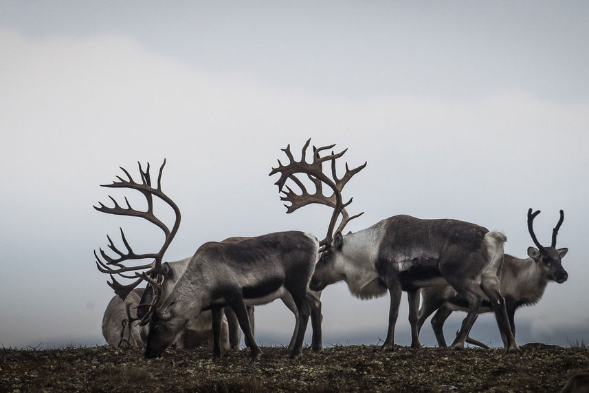 Reindeer