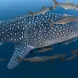 Whale Shark - Krishna