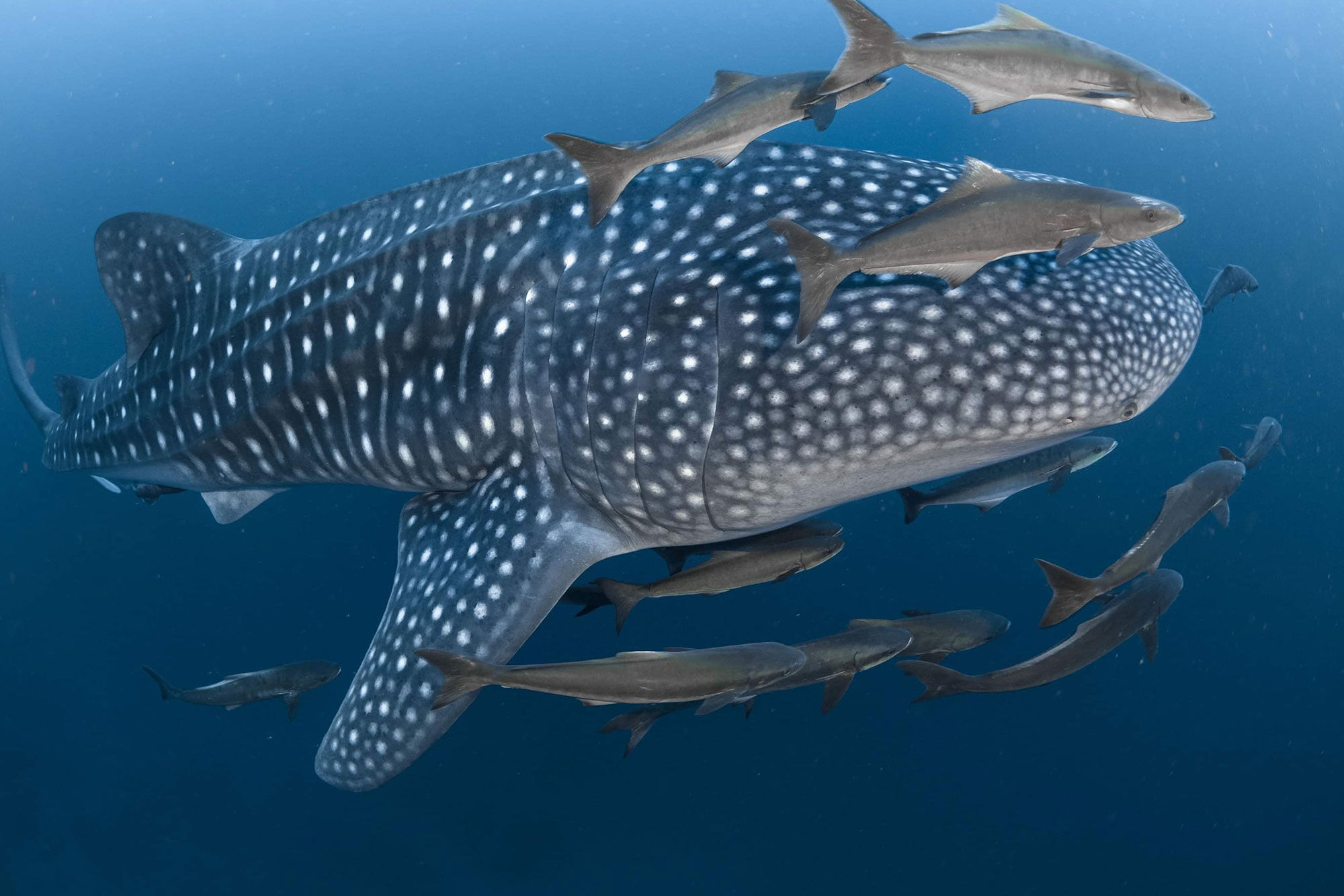 Whale Shark - Krishna