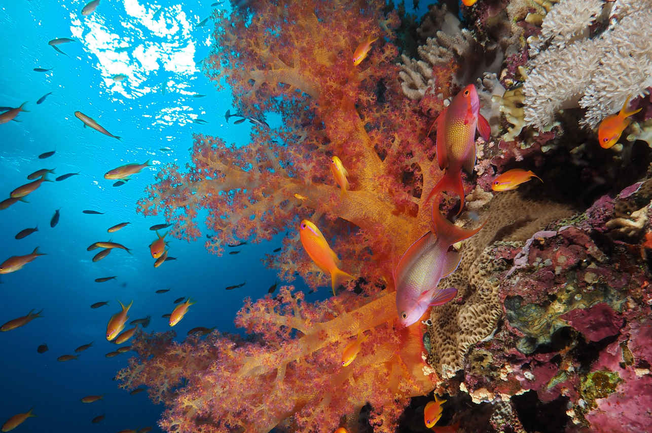 Marine Life - Red Sea Aggressor IV