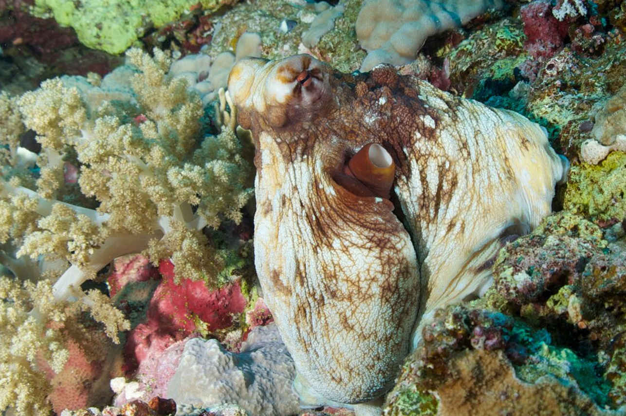 Marine Life - Red Sea Aggressor IV