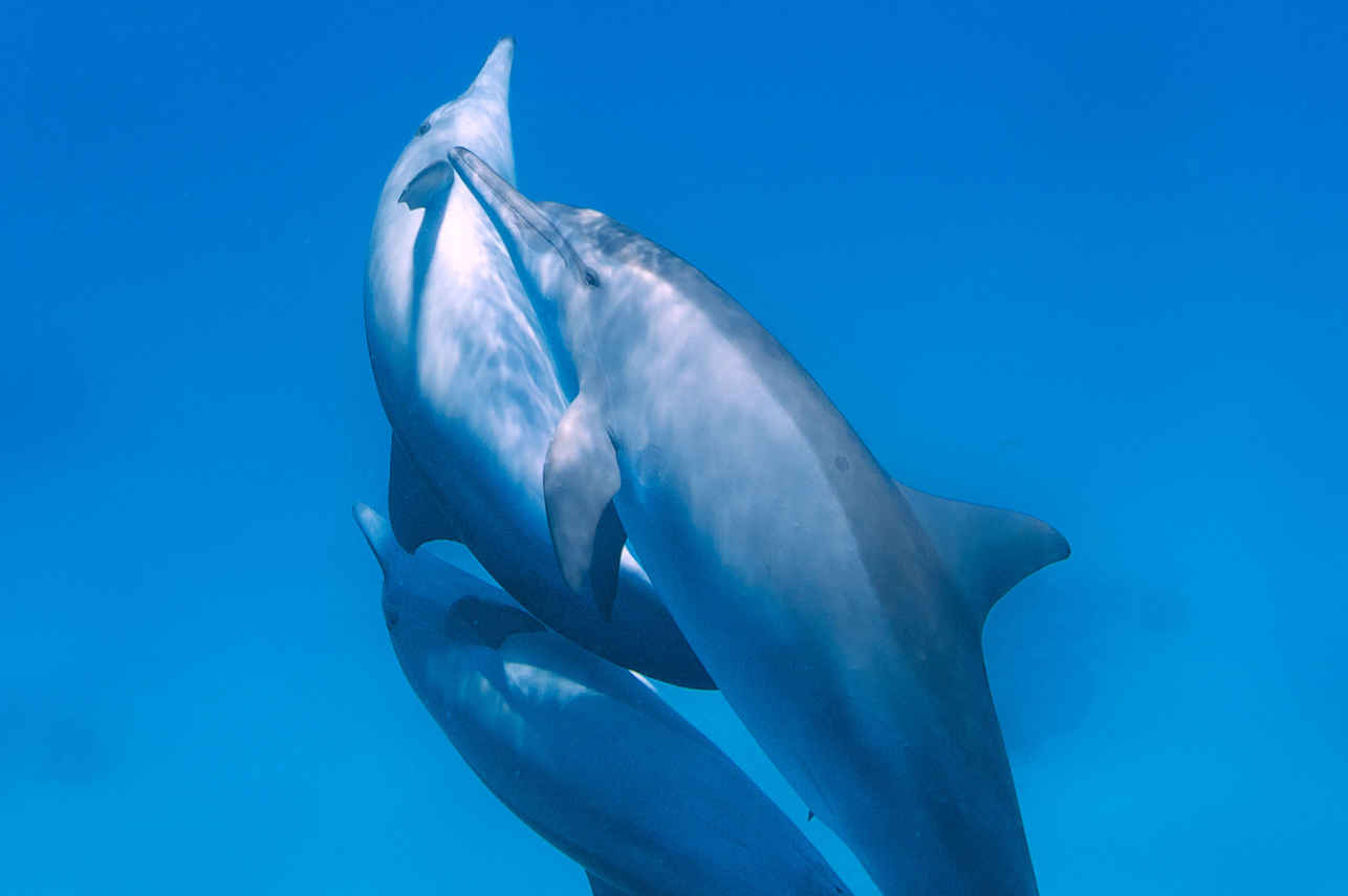 Dolphins