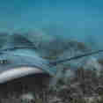 Stingray