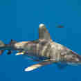 Shark - Red Sea Aggressor IV