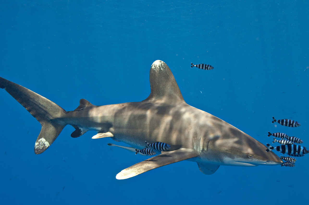 Shark - Red Sea Aggressor IV