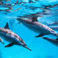 Dolphins
