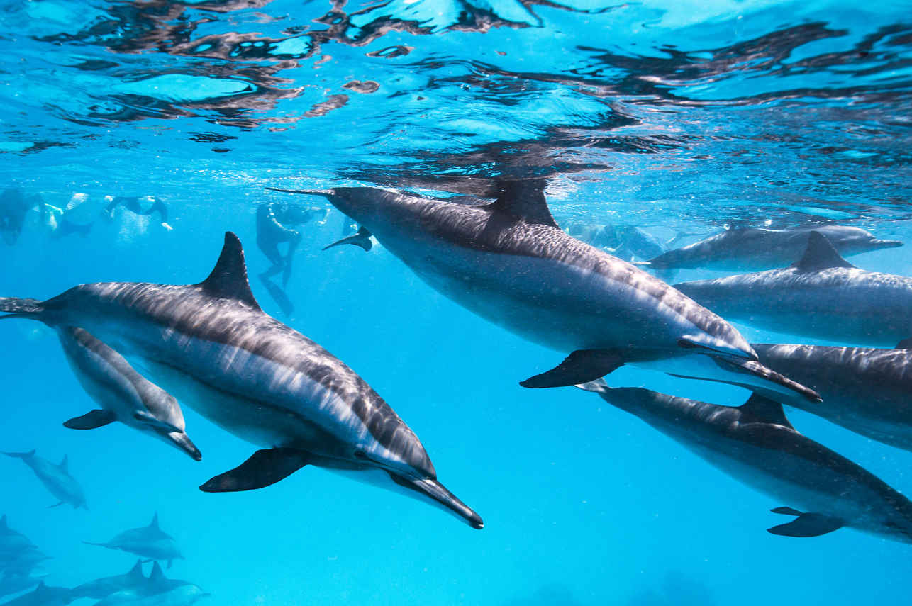 Dolphins