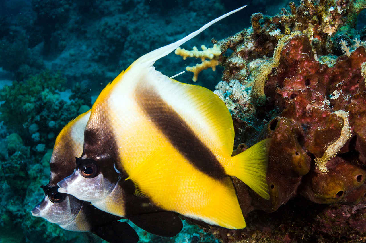 Marine Life - Red Sea Aggressor IV