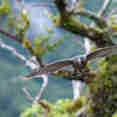Hawk