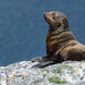 Leones de mar  - Heritage Explorer