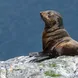 Sealions - Heritage Explorer