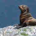 Sealions - Heritage Explorer