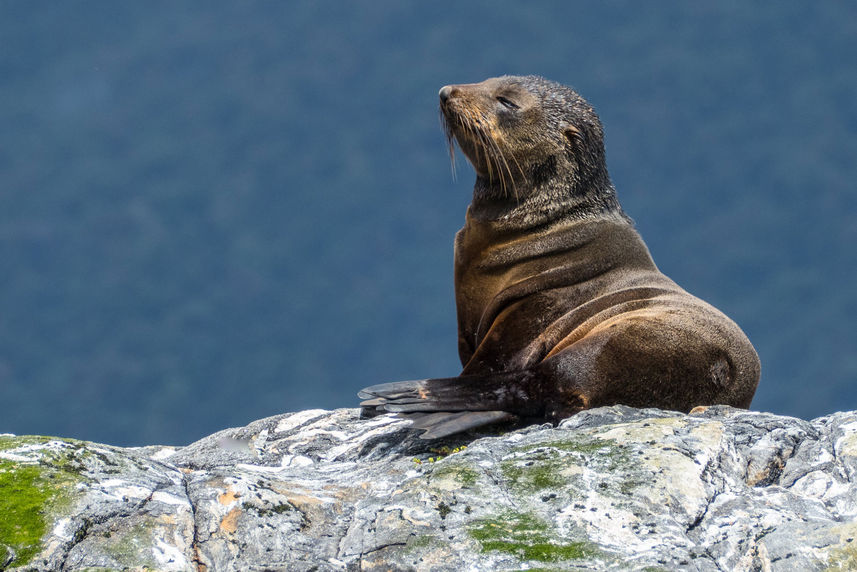 Leones de mar  - Heritage Explorer