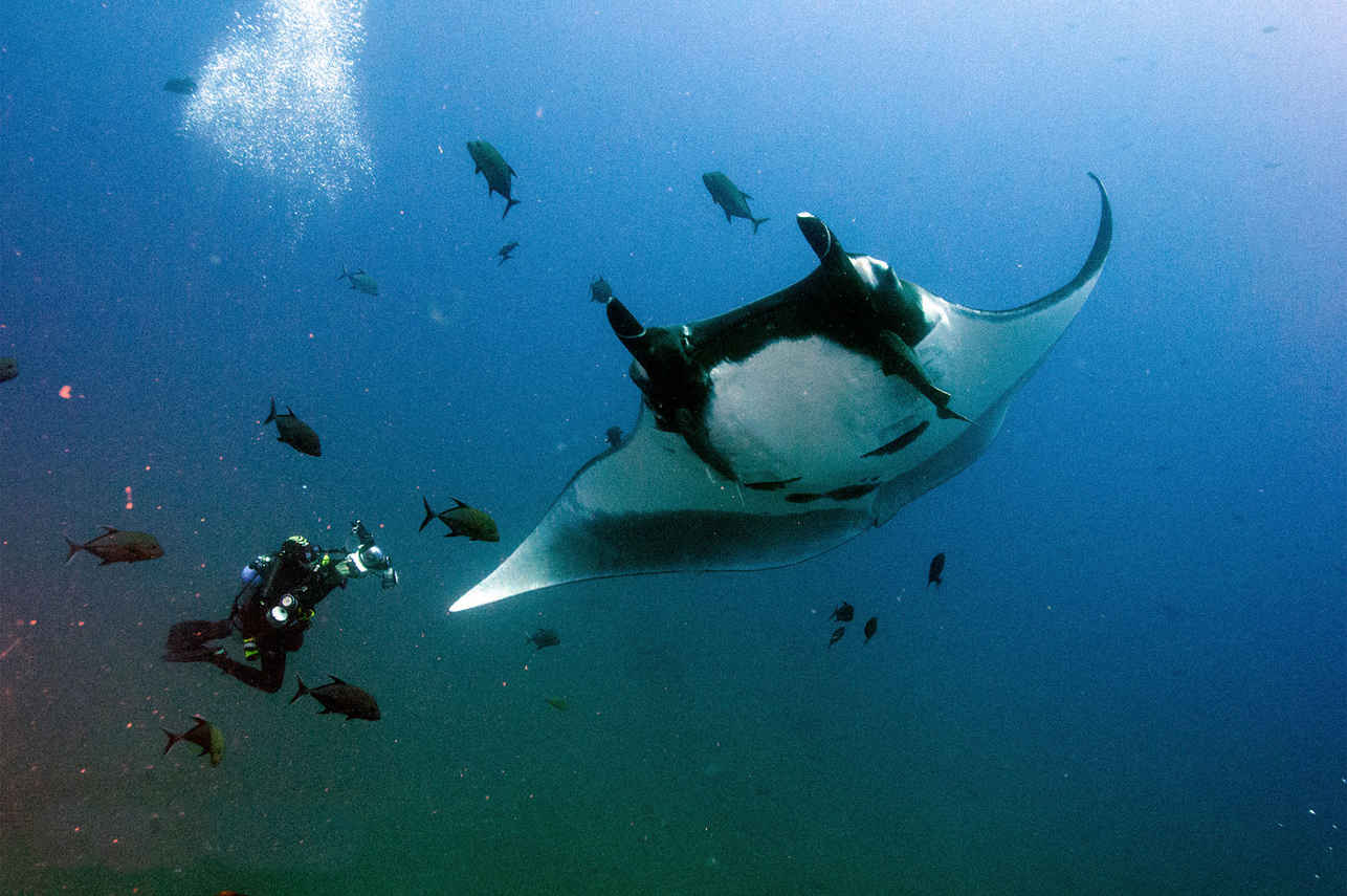 Vida Marinha - Adventure
