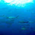 Nautilus Explorer Costa Rica