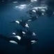 Snorkeling with Orcas