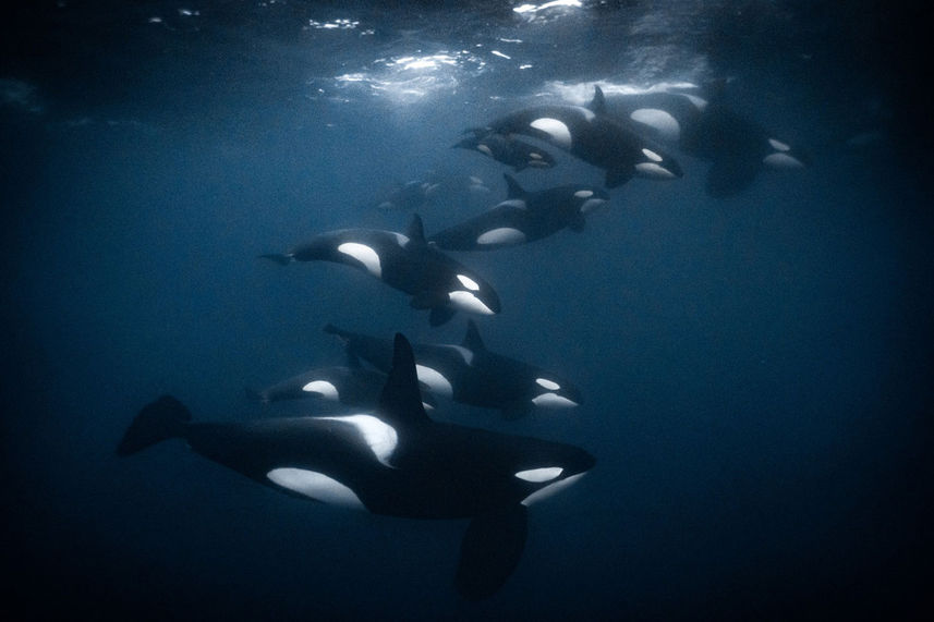 Snorkeling with Orcas