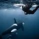 Snorkeling with Orcas