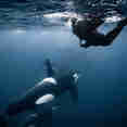 Snorkelling - Bergsund