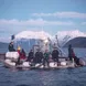 Orca Expedition