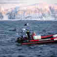 Tenders - Bergsund