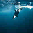 Orca