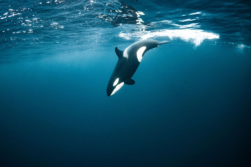 Orca