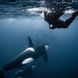 Snorkeling with Orcas