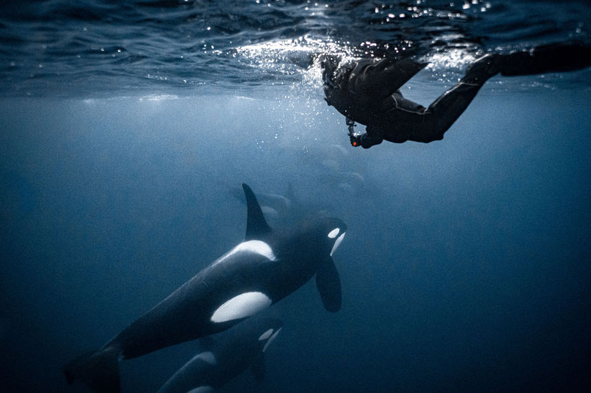 Snorkeling with Orcas