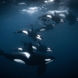 Snorkeling with Orcas