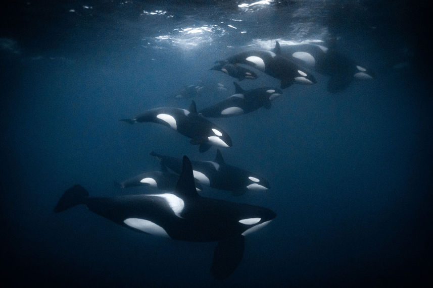 Snorkeling with Orcas