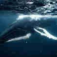Humpback Whale