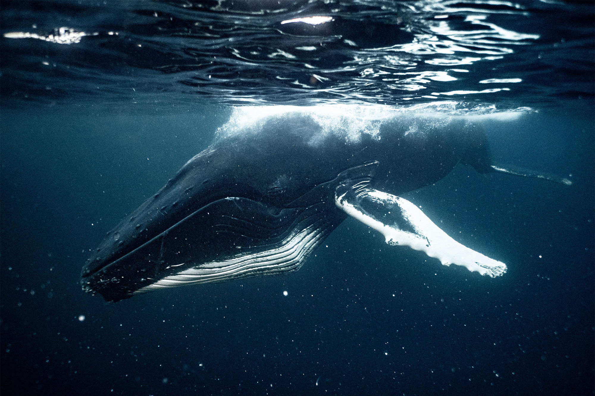 Humpback Whale