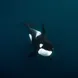 Orca