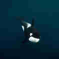 Orca