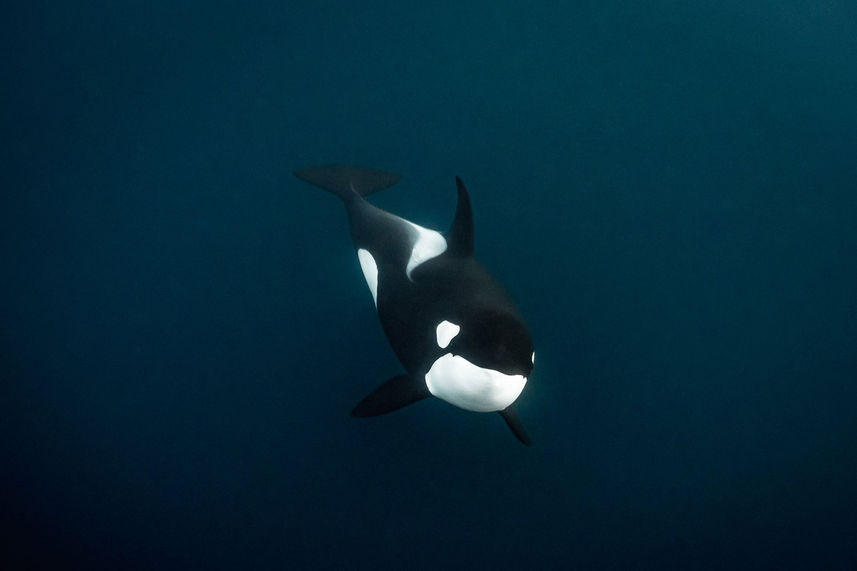 Orca